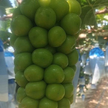 阳光玫瑰大量现货二元