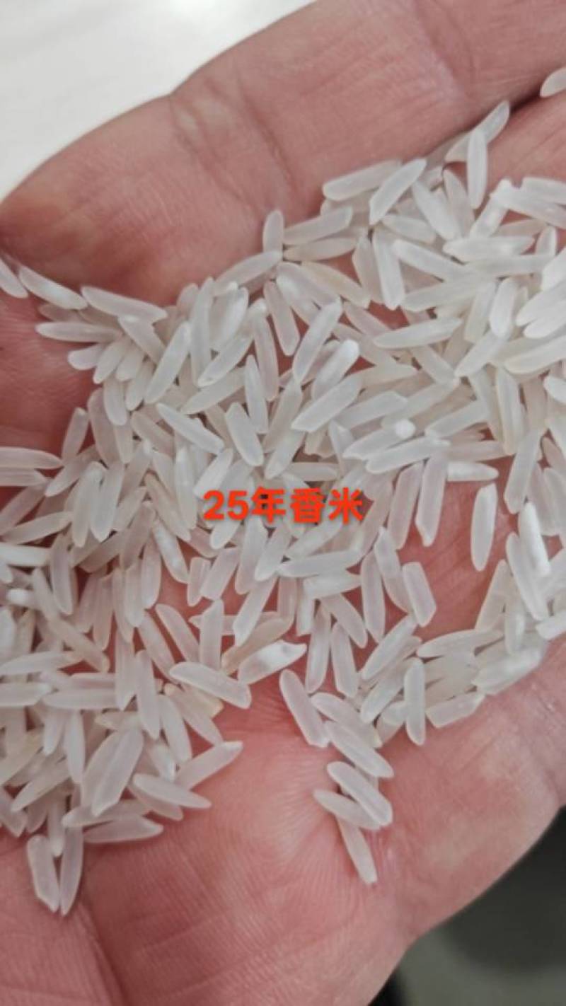 25年香米