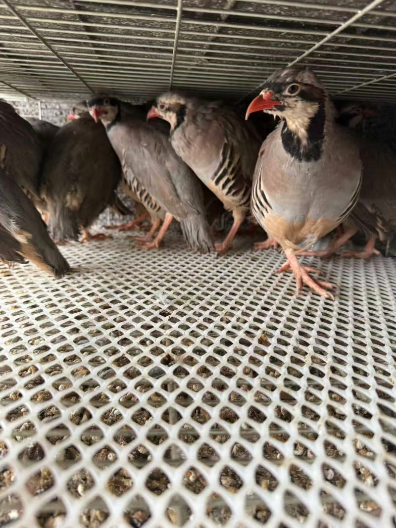 【推荐】山东鹧鸪一手货源量大从优活体发货质量保证