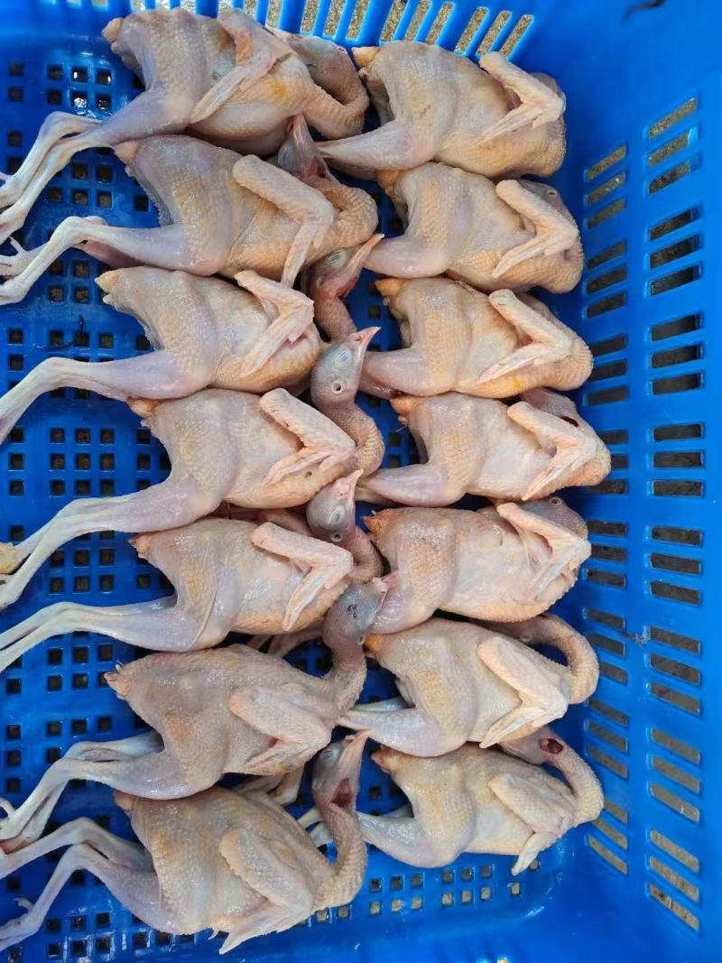 【推荐】山东鹧鸪鹧鸪肉一手货源量大从优活体发货质量保证