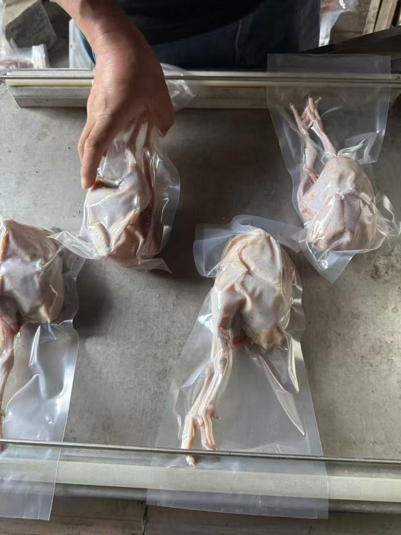 【推荐】山东鹧鸪鹧鸪肉一手货源量大从优活体发货质量保证
