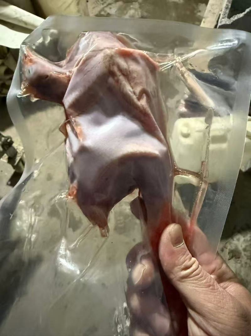 【推荐】山东鹧鸪鹧鸪肉一手货源量大从优活体发货质量保证
