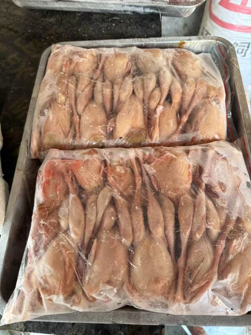 【推荐】山东鹧鸪鹧鸪肉一手货源量大从优活体发货质量保证