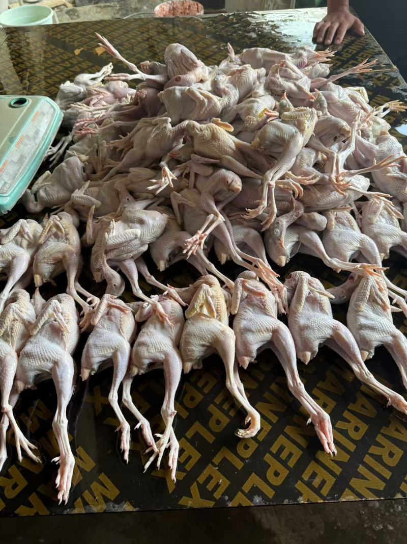 【推荐】山东鹧鸪鹧鸪肉一手货源量大从优活体发货质量保证