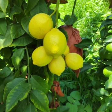 自家柠檬黄果分季节青果四季供