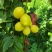 自家柠檬黄果分季节青果四季供