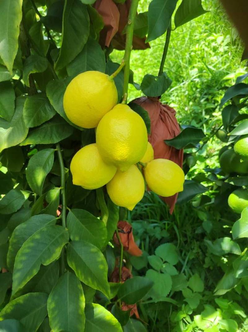 自家柠檬黄果分季节青果四季供