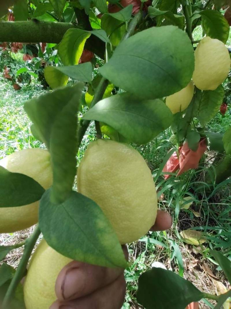 自家柠檬黄果分季节青果四季供