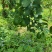 自家优力克柠檬黄果分季节青果四季供