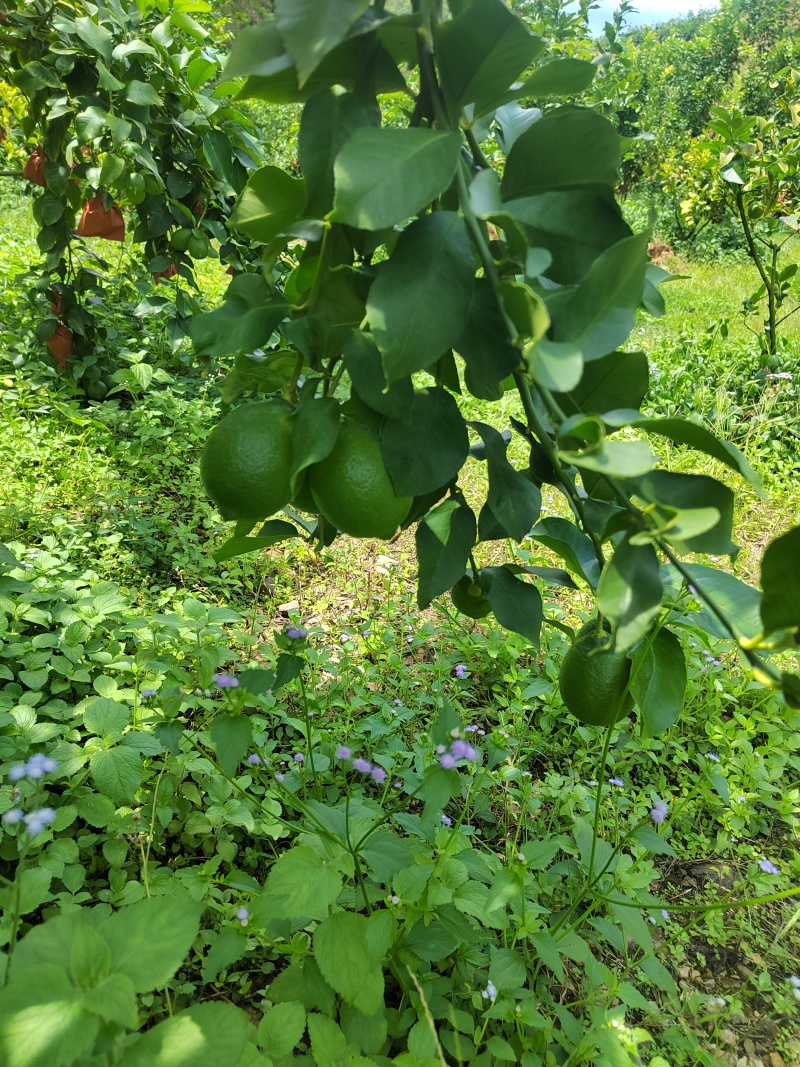 自家优力克柠檬黄果分季节青果四季供