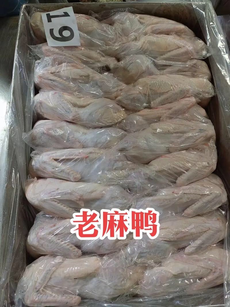 老麻鸭规格齐全