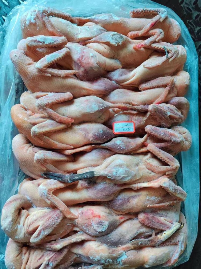 老麻鸭规格齐全