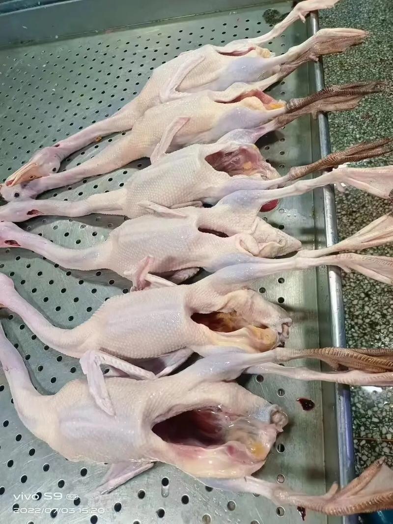 老麻鸭规格齐全