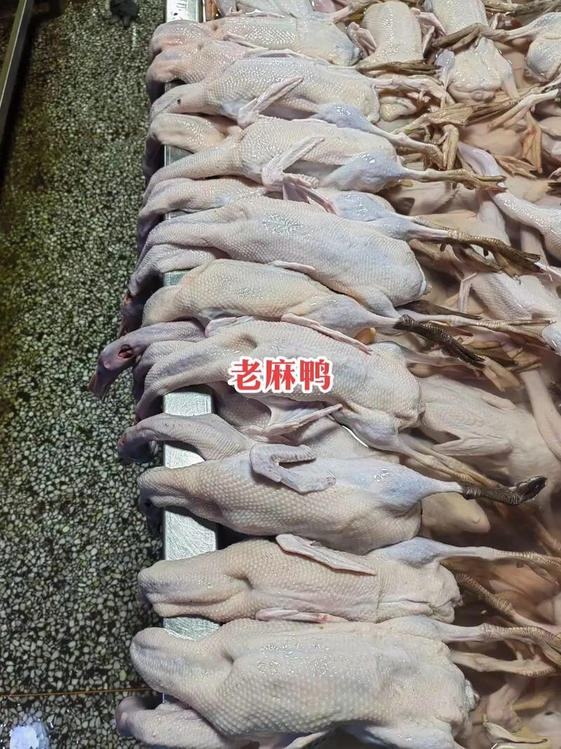 老麻鸭规格齐全