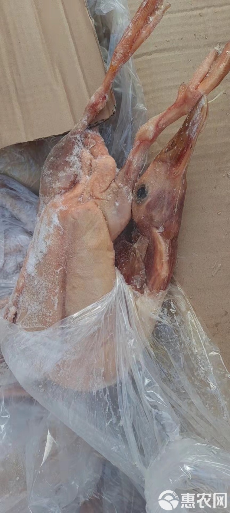 老麻鸭规格齐全