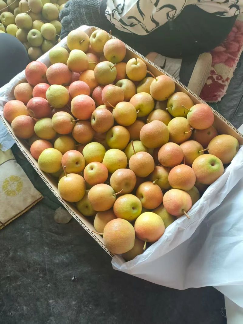 精品南果梨
