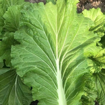 东北打包菜种子春秋两季栽培打饭包专用种子饭包菜