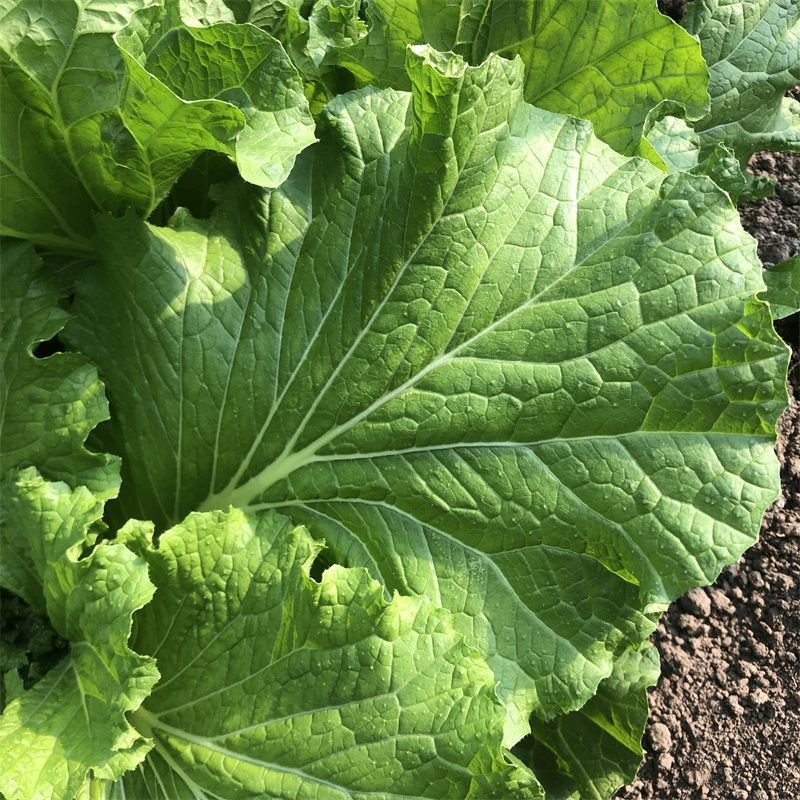 东北打包菜种子春秋两季栽培打饭包专用种子饭包菜