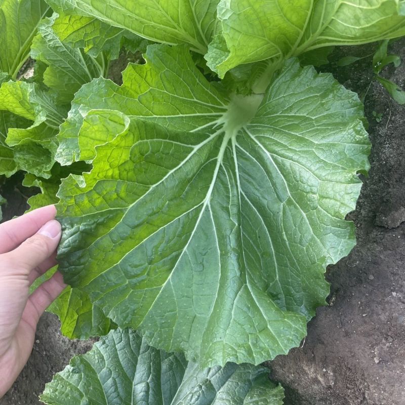东北打包菜种子春秋两季栽培打饭包专用种子饭包菜