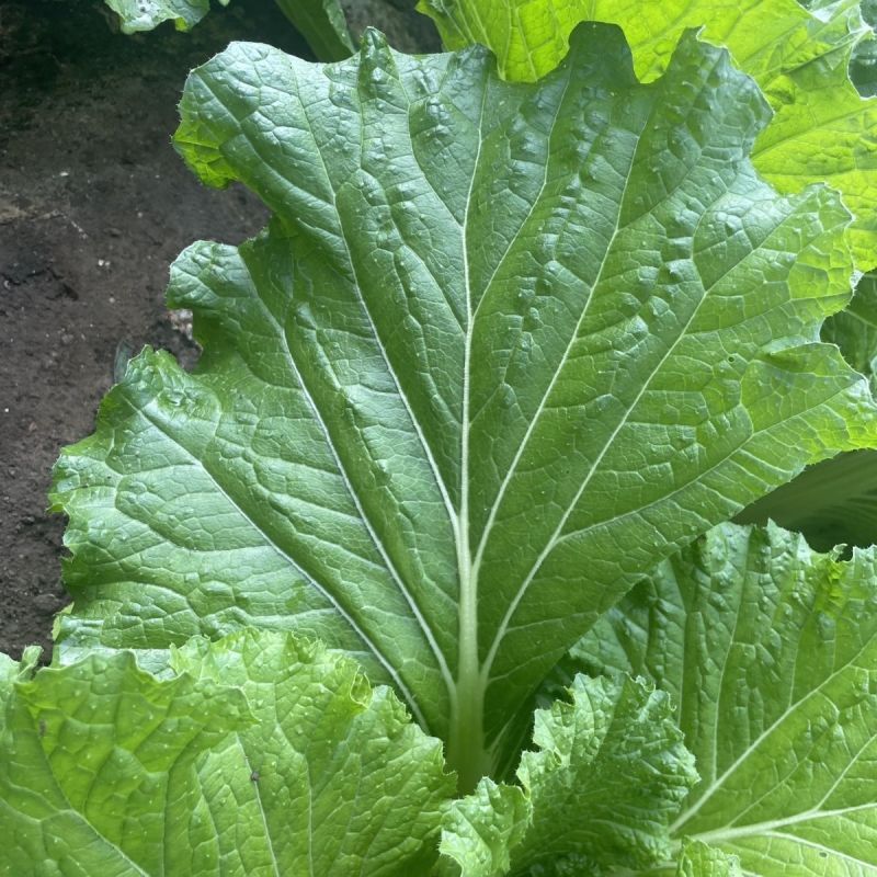 东北打包菜种子春秋两季栽培打饭包专用种子饭包菜