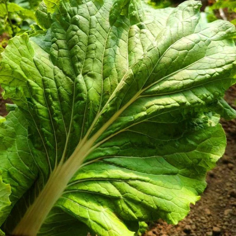 东北打包菜种子春秋两季栽培打饭包专用种子饭包菜