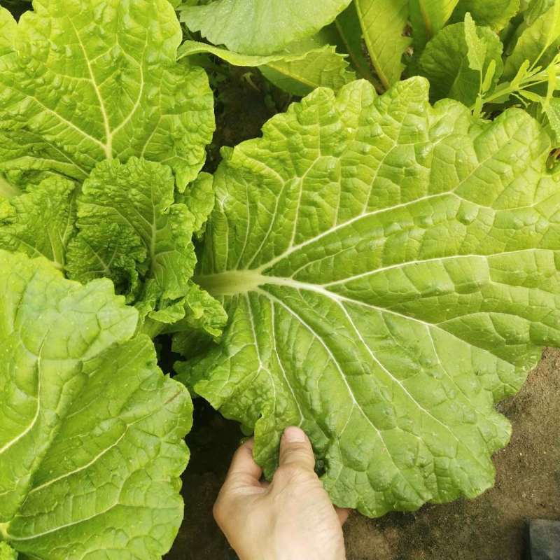 东北打包菜种子春秋两季栽培打饭包专用种子饭包菜
