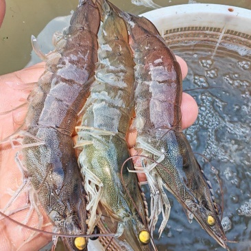 淡水虾塘口直供