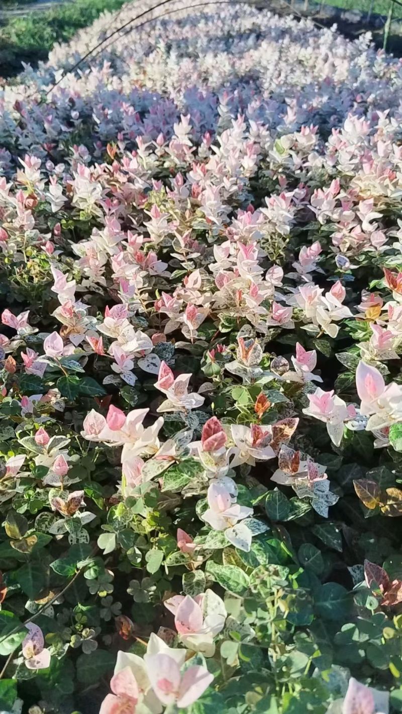 藤蔓植物花叶络石120杯，基地有量，欢迎订购。