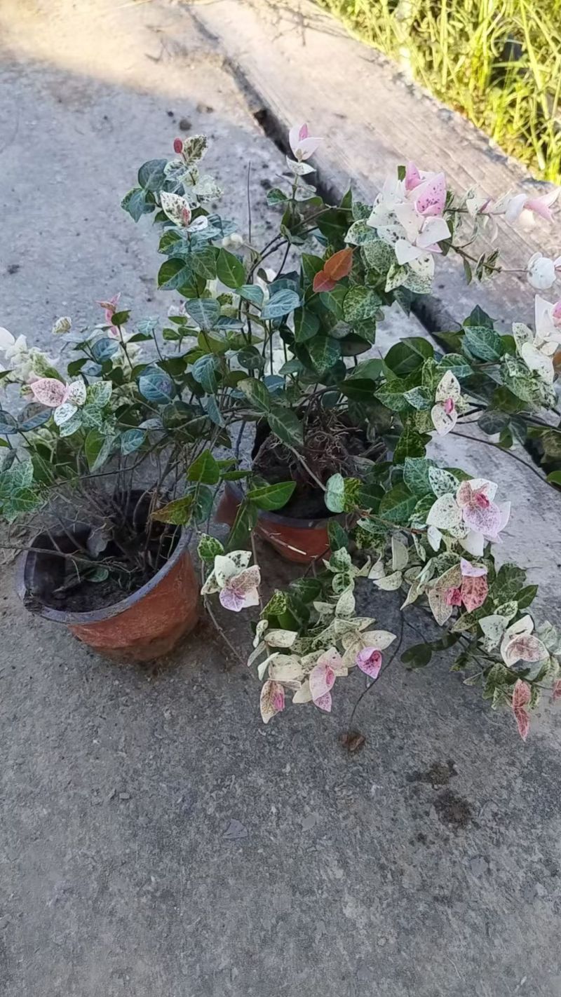 藤蔓植物花叶络石120杯，基地有量，欢迎订购。