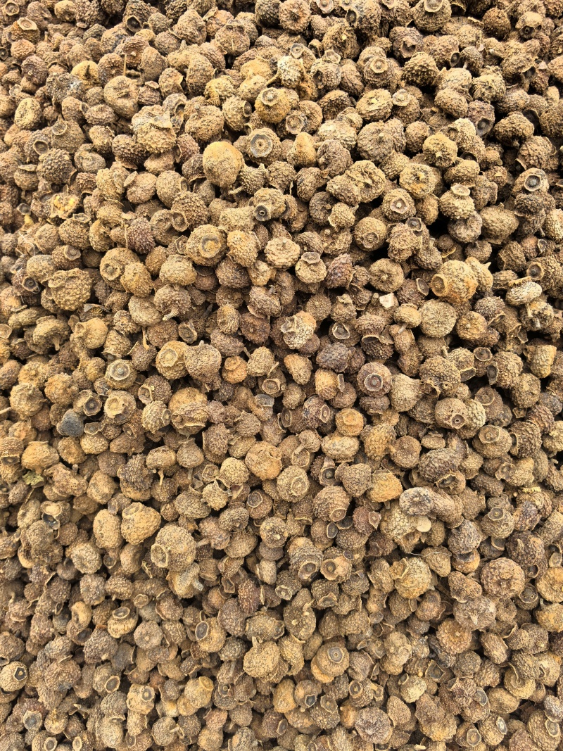 刺梨常年有货源实图拍摄物美价廉有现货