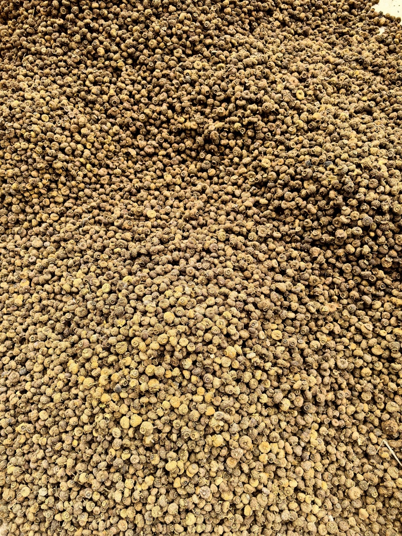 刺梨常年有货源实图拍摄物美价廉有现货