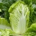 夏宝50大白菜种早熟耐热抗病性较强易栽培