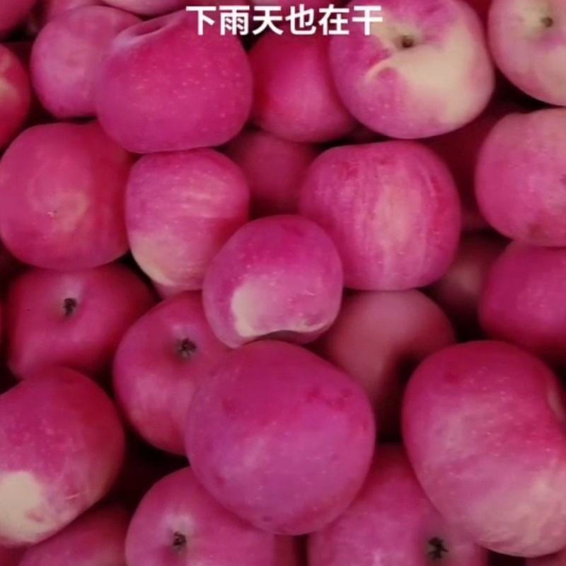延长早熟红富士