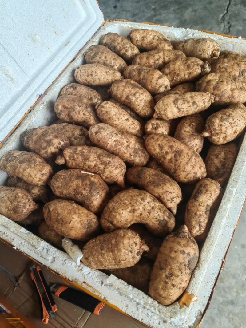云南昭通小草坝新鲜天麻乌红杂交天麻大果中果