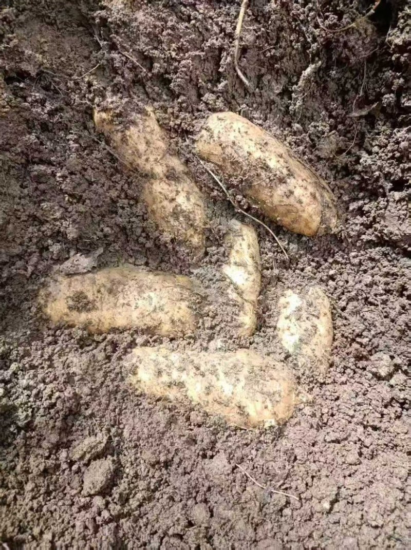 云南昭通小草坝新鲜天麻乌红杂交天麻大果中果