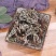 无硫中药材通经草岩飞草铜丝草止惊草银粉背蕨金线铜皮石崖新