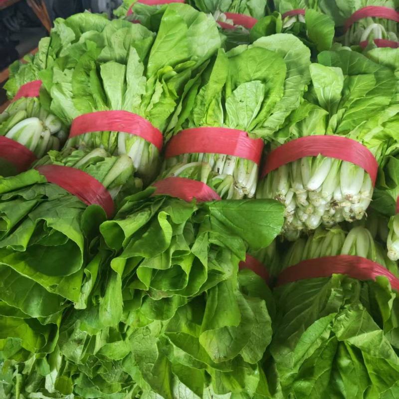 滑县快菜，快菜上新，一手货源，产地直发，量大从优