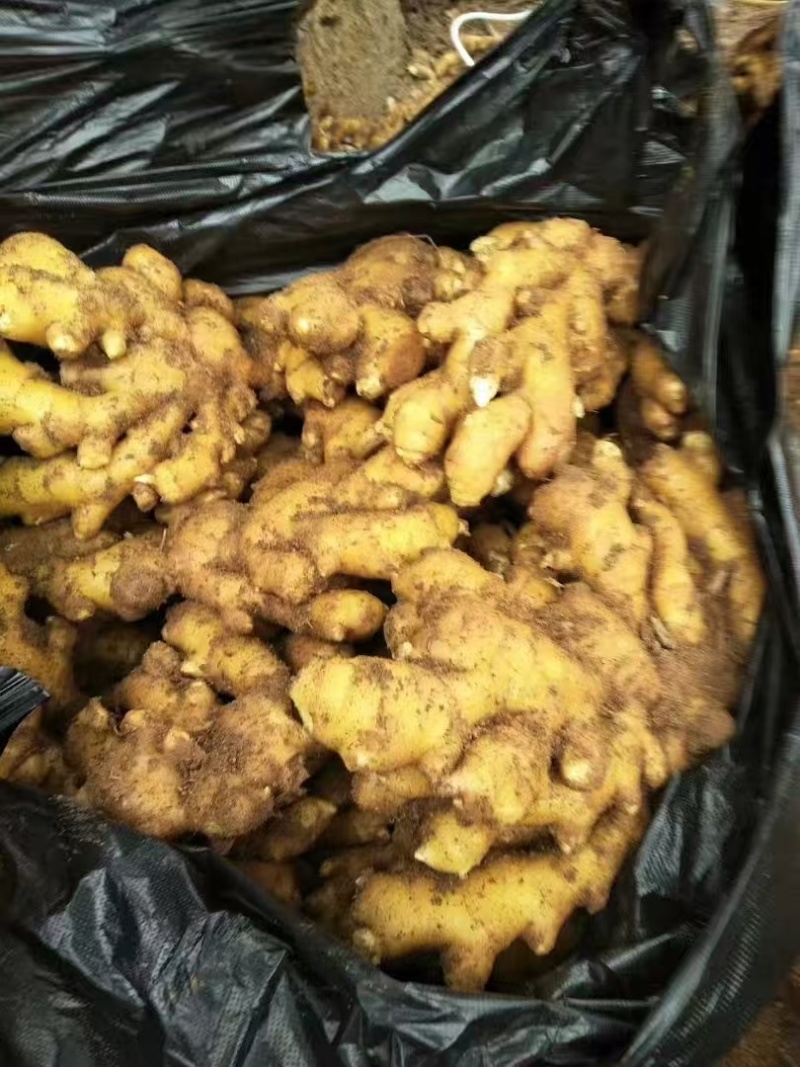 山东小黄姜产地一手货源，货源充足，保质保量，全国发货