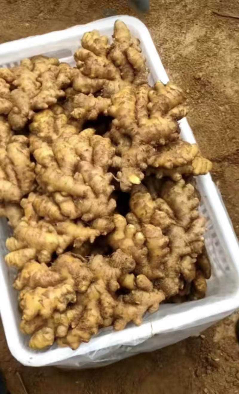 山东小黄姜产地一手货源，货源充足，保质保量，全国发货