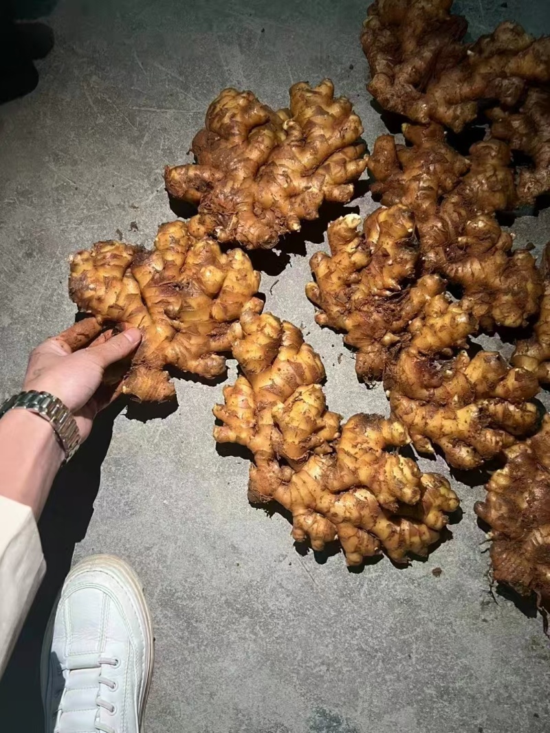 山东小黄姜产地一手货源，货源充足，保质保量，全国发货