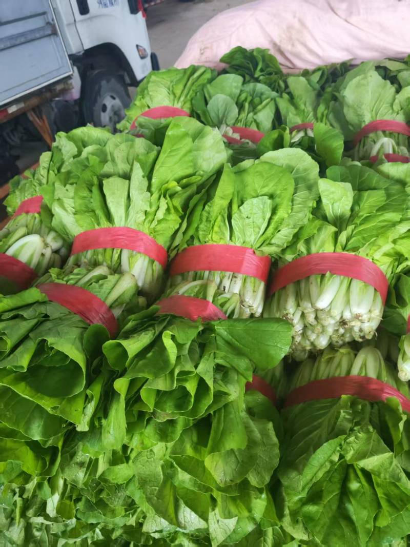 滑县快菜，快菜上新，一手货源，产地直发，量大从优