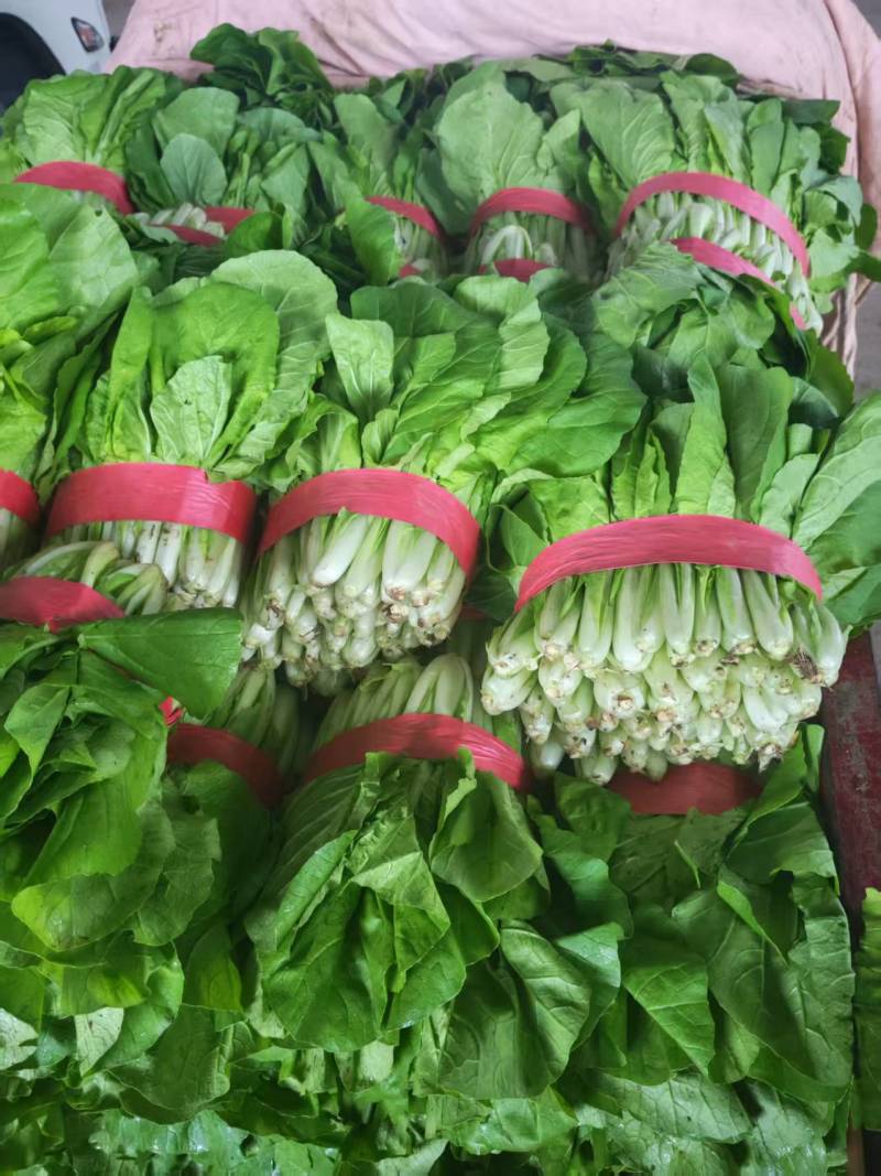 滑县快菜，快菜上新，一手货源，产地直发，量大从优
