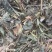 一点红【包邮】三斤起发货可批量可零售量大从优