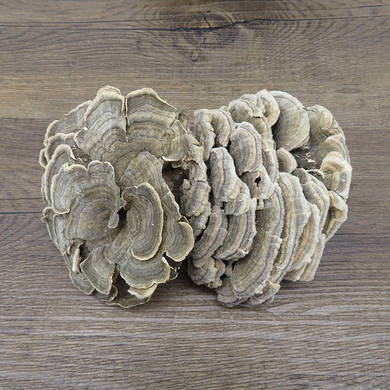 云芝黄云长白山云灵芝云芝蘑白底云芝清青芝20克正品无硫木