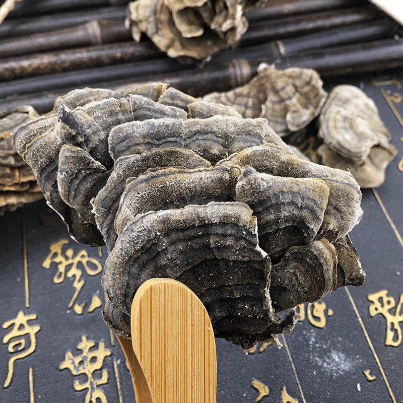 云芝黄云长白山云灵芝云芝蘑白底云芝清青芝20克正品无硫木