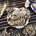 云芝黄云长白山云灵芝云芝蘑白底云芝清青芝20克正品无硫木