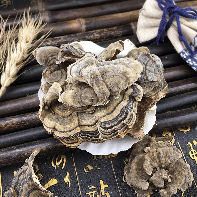 云芝黄云长白山云灵芝云芝蘑白底云芝清青芝20克正品无硫木