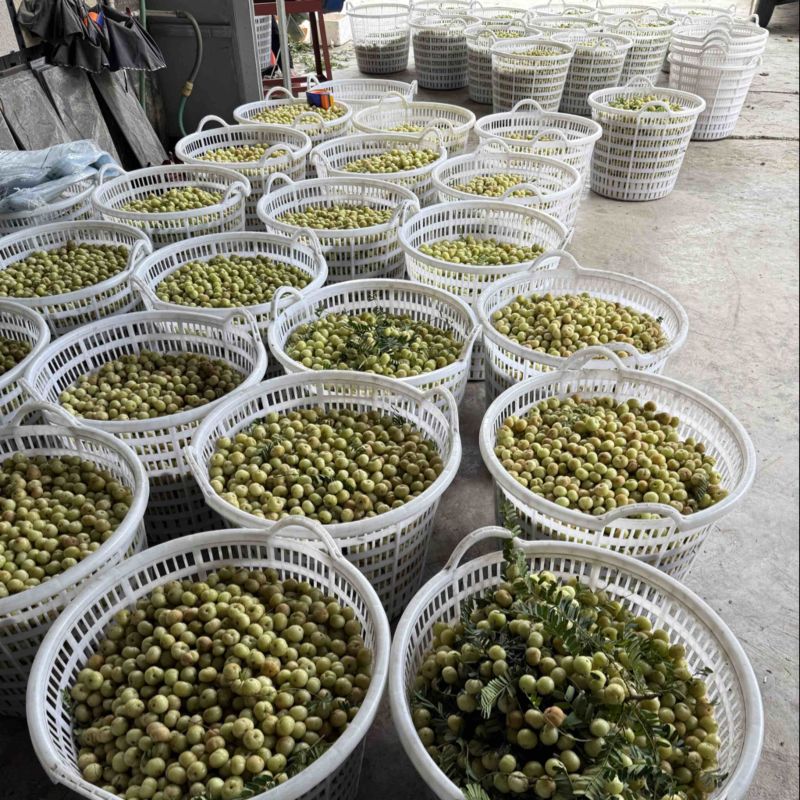 潮汕油甘牛柑果大量批发