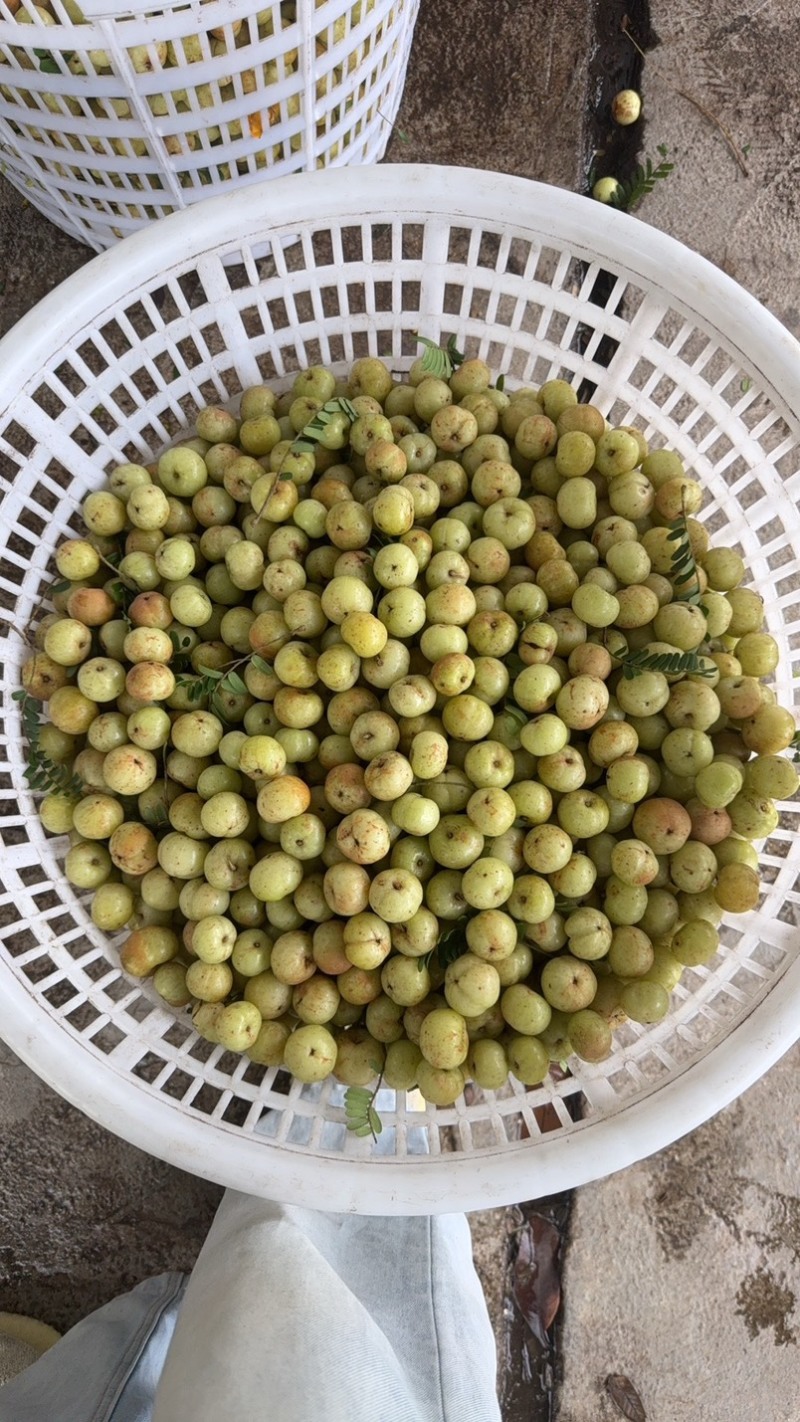 潮汕油甘牛柑果大量批发