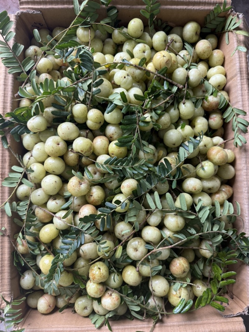 潮汕油甘牛柑果大量批发